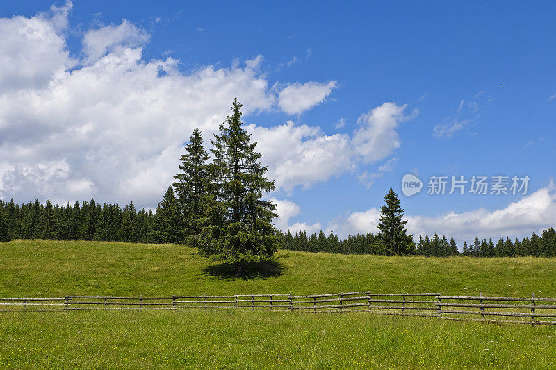 阿尔卑斯高原- Pokljuka